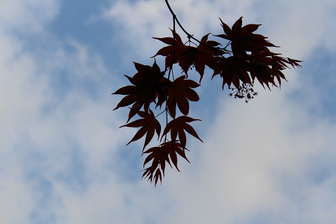 autumn-sky-966787_1280.jpg