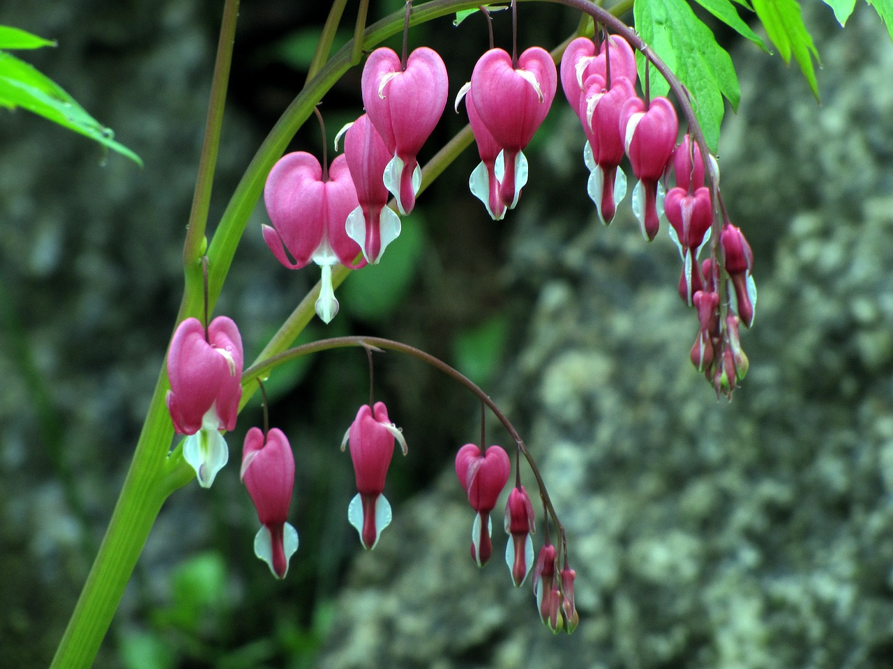 bleeding-heart-595184_1280.jpg