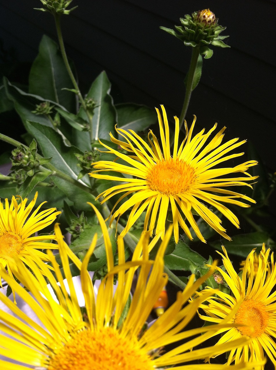 elecampane-671049_1280.jpg