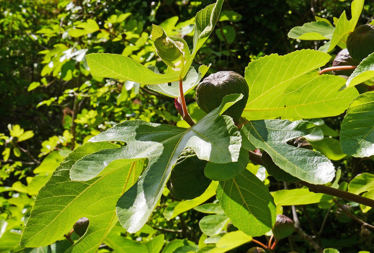 fig-tree-1432291_1280.jpg