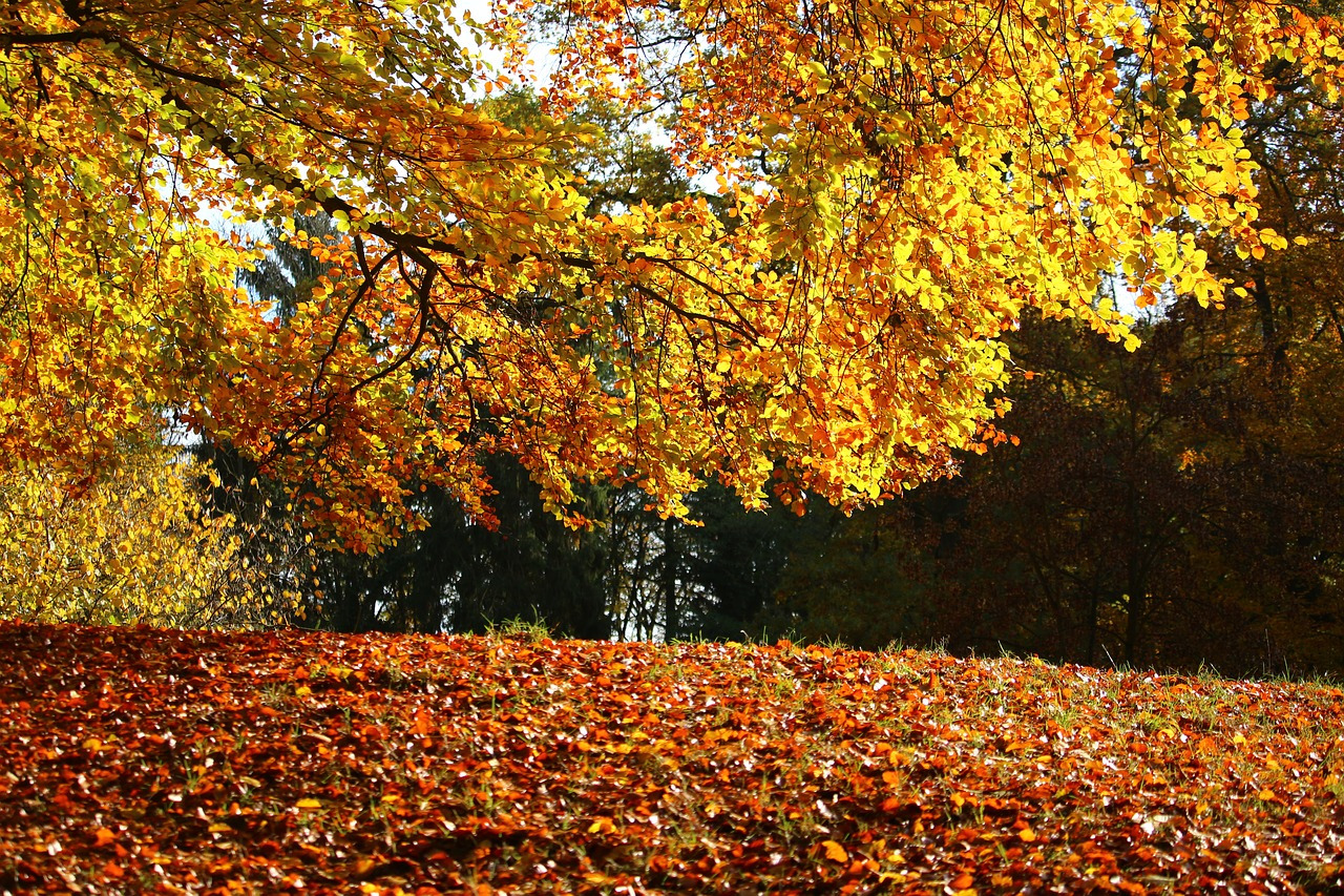 autumn-1798744_1280.jpg
