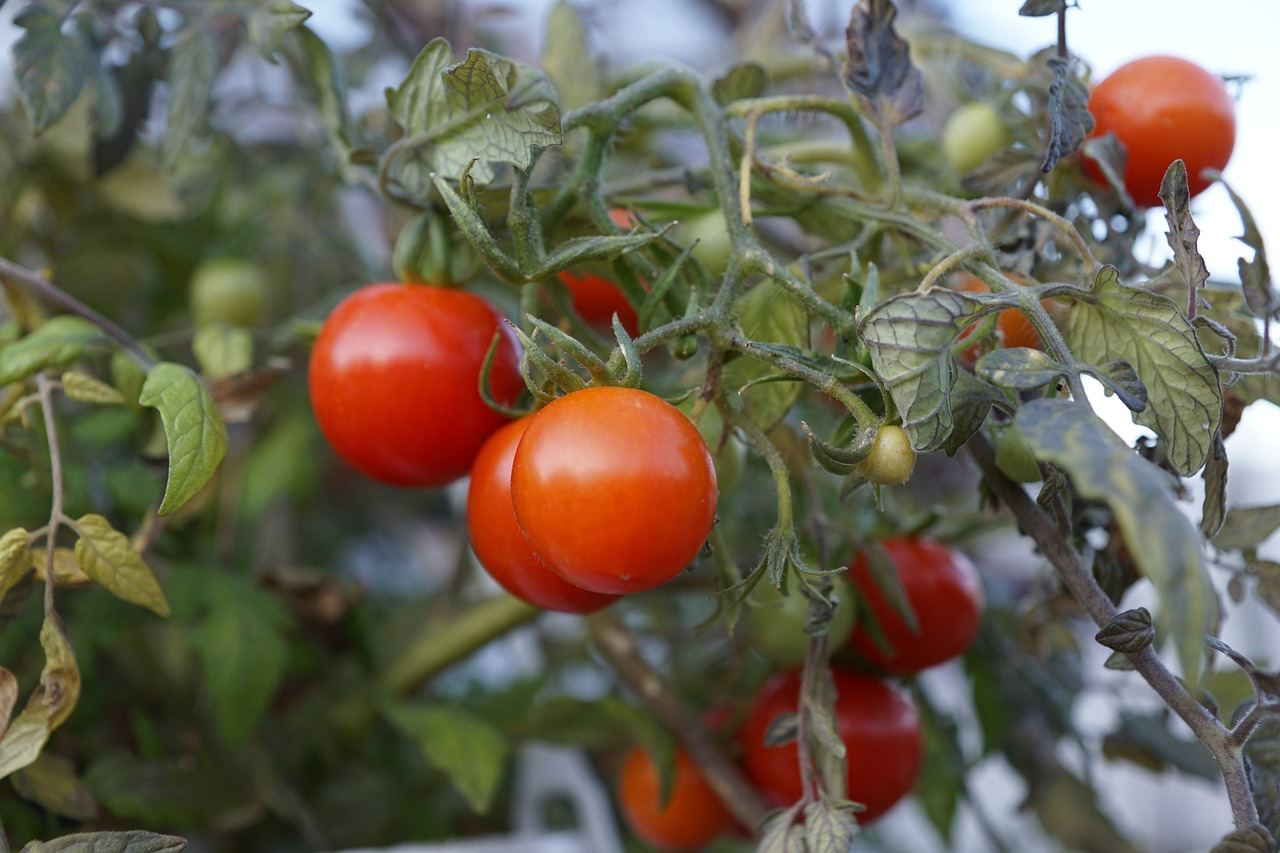 tomatoes-841749_1280.jpg