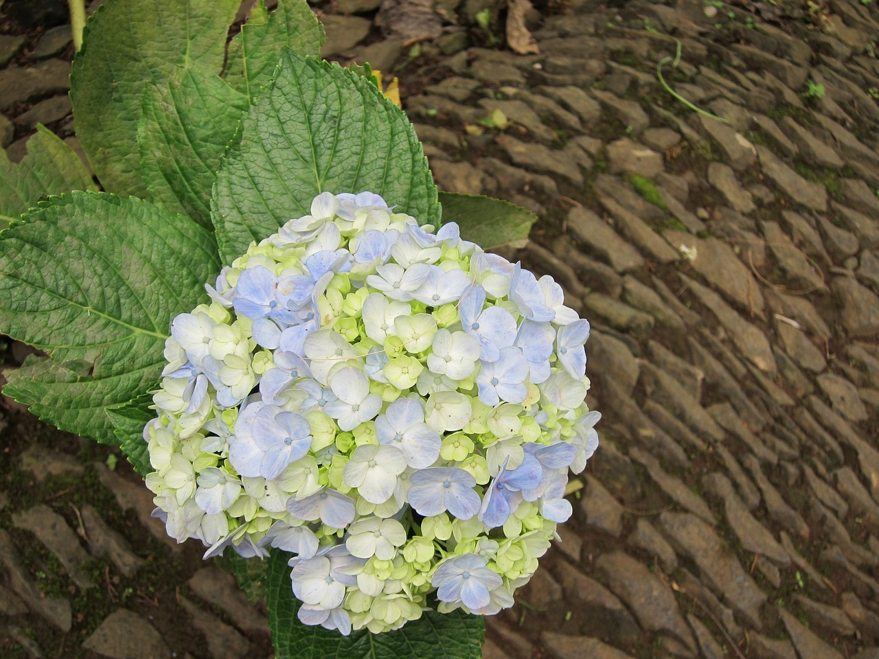 hortensia-998953_1280.jpg