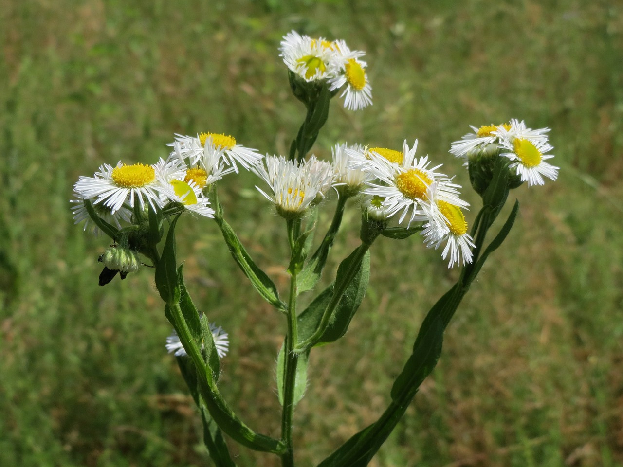 erigeron-annuus-855478_1280.jpg