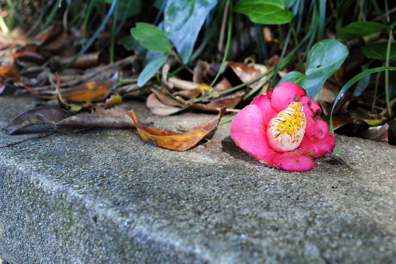 camellia-flower-515304_1280.jpg