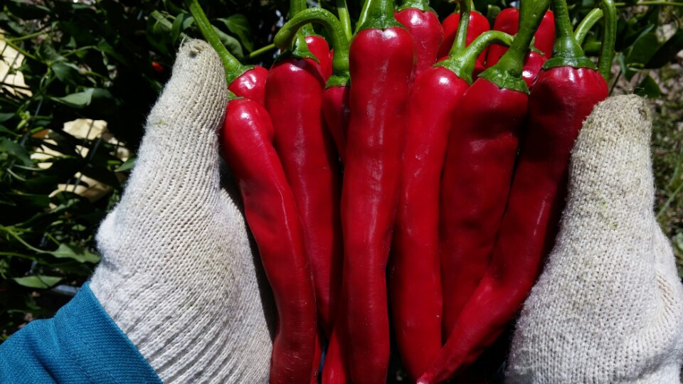 고추 잘나온사진 2.jpg