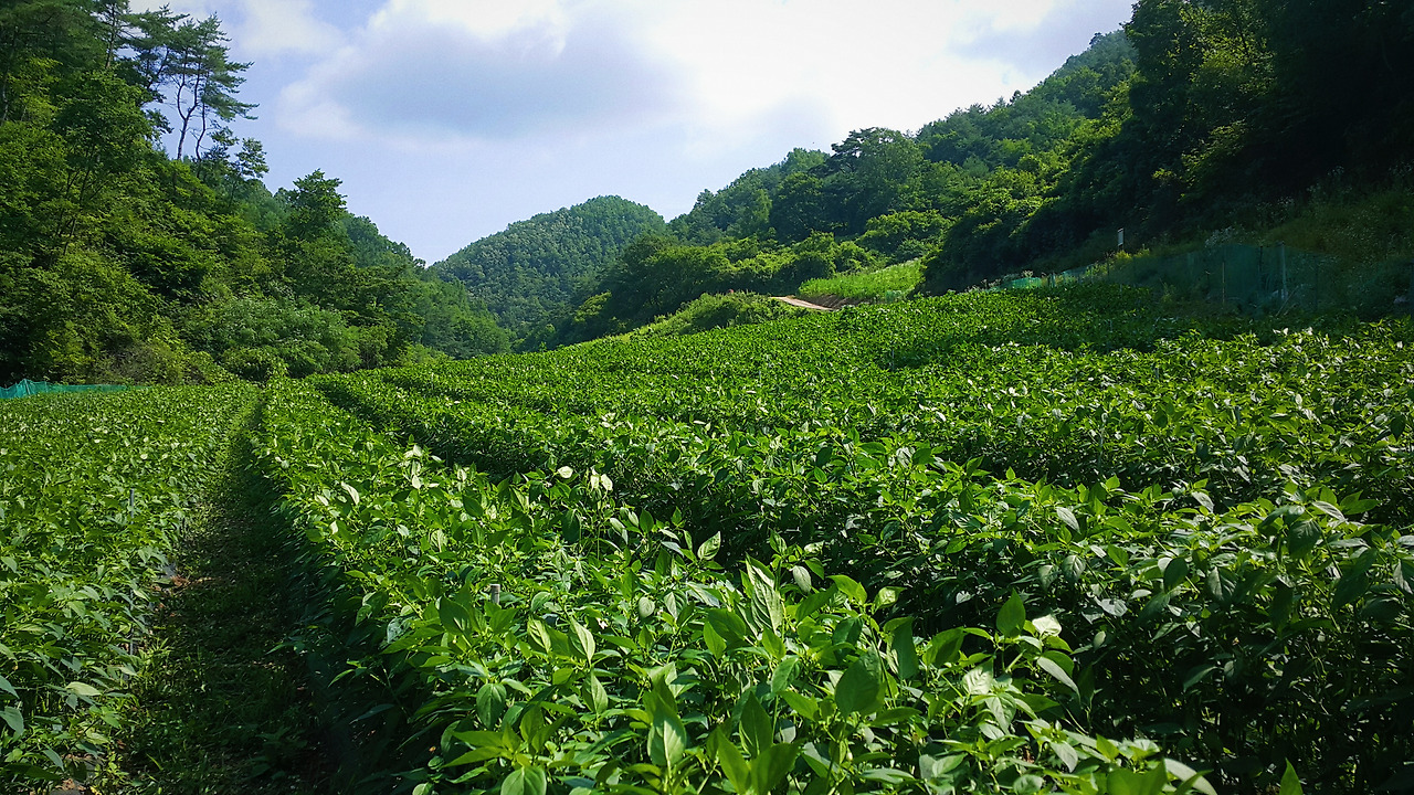 고추밭 전체1.jpg