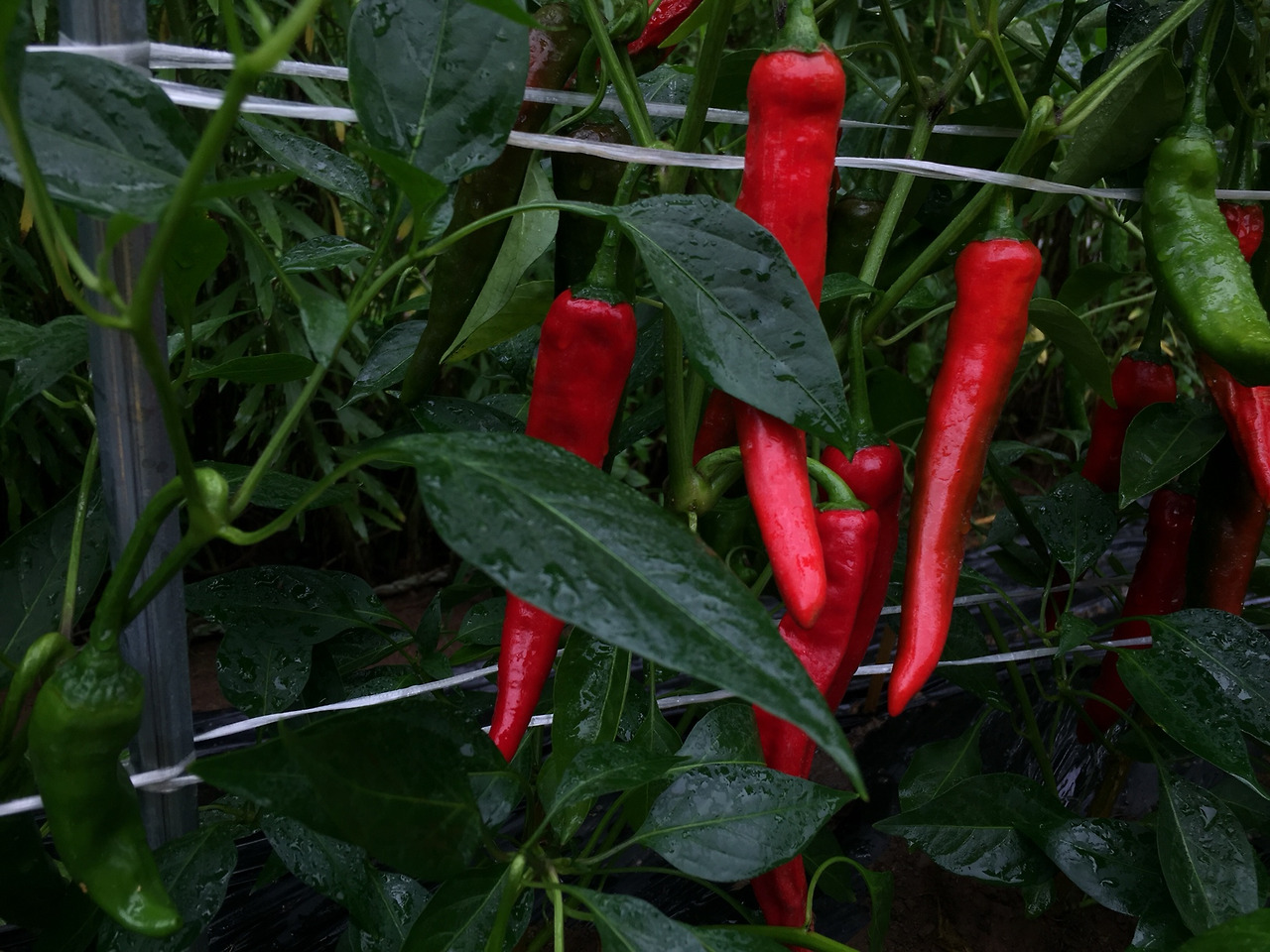 고추 잘나온사진 1.jpg