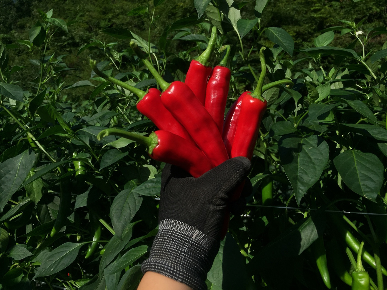 고추 잘나온사진 4.jpg