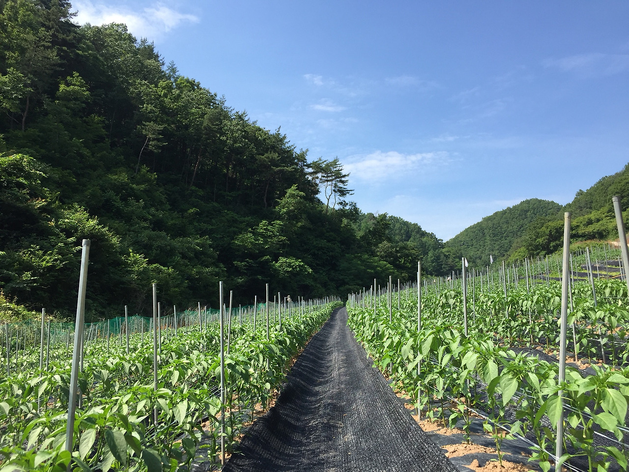 검정비닐 깔린 사진.jpg