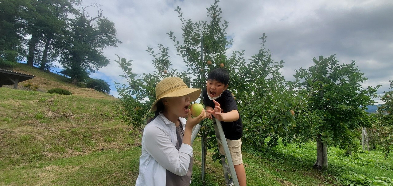 아오모리 사과따기.jpg