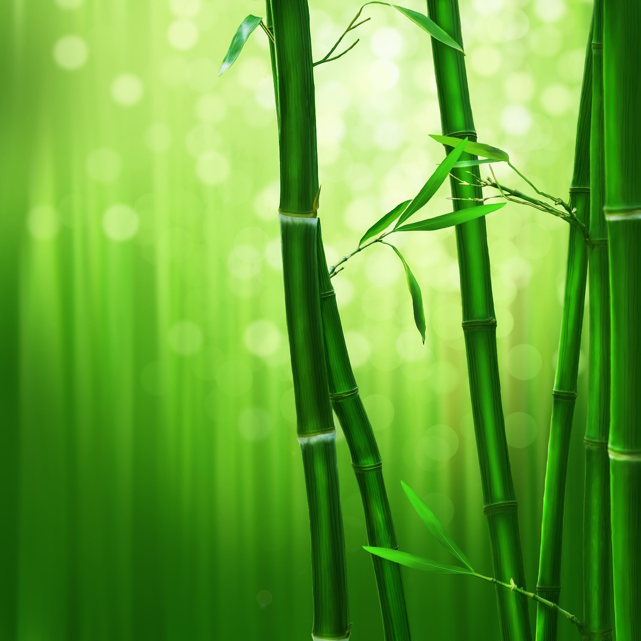 bamboo-1045972_1280.jpg