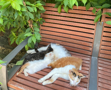 카지노 쿠폰
