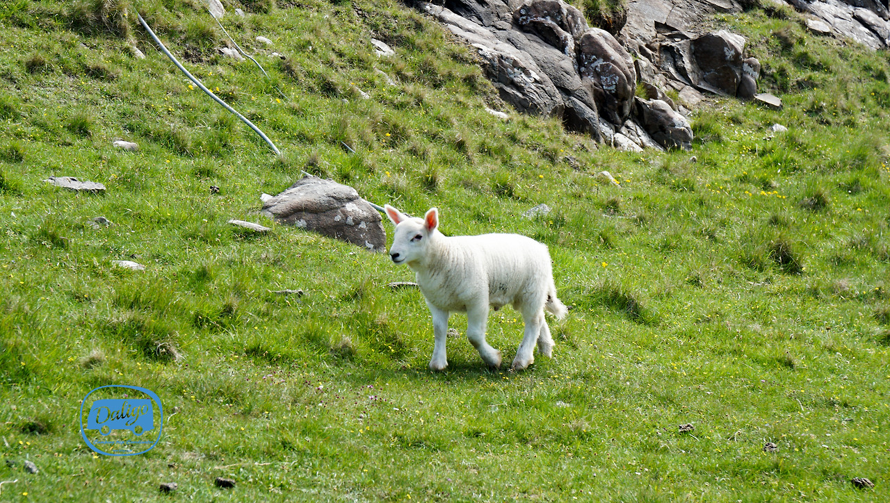 스코들랜드 (341 of 722).jpg