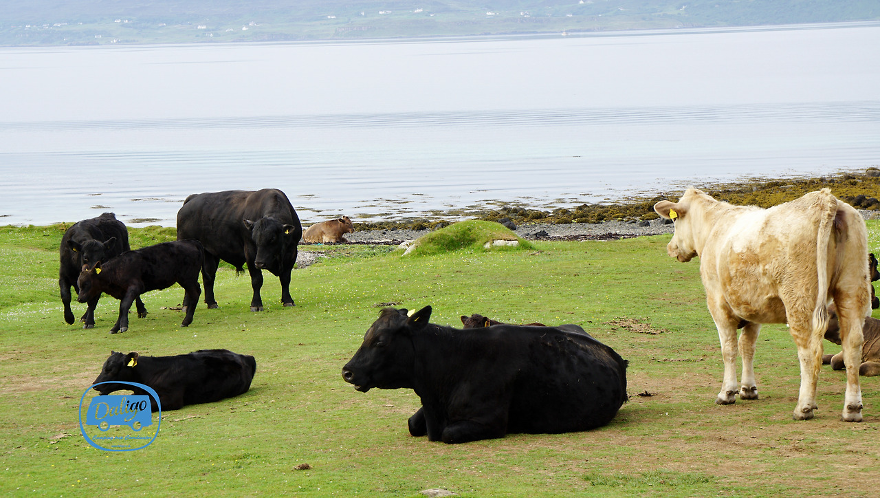 스코들랜드 (462 of 722).jpg