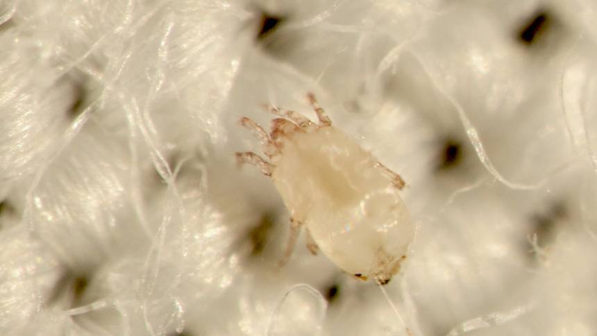 dust-mite.jpg.860x0_q70_crop-scale.jpg