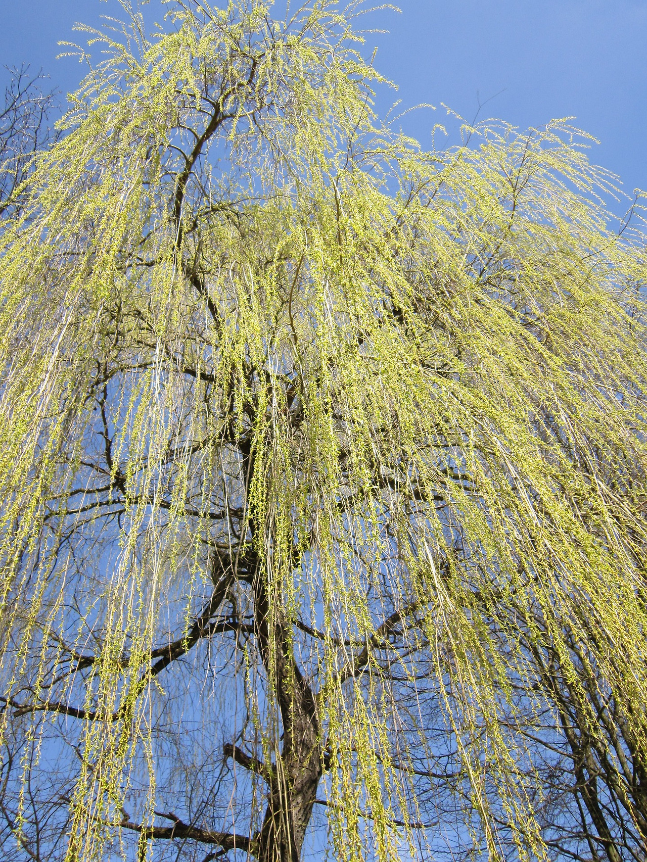 weeping-willow-1301625_1920.jpg