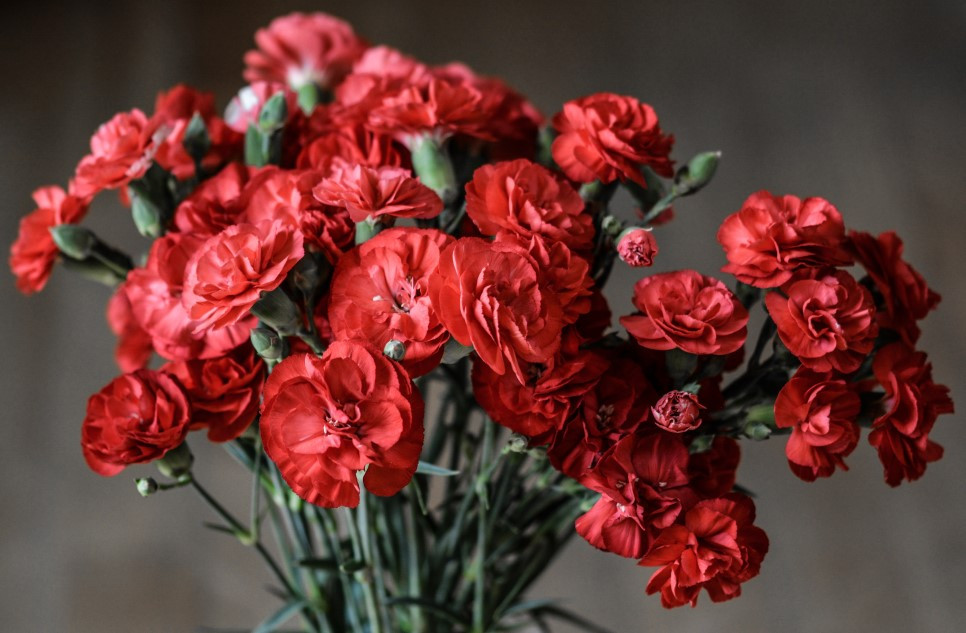 carnation-1488929.jpg