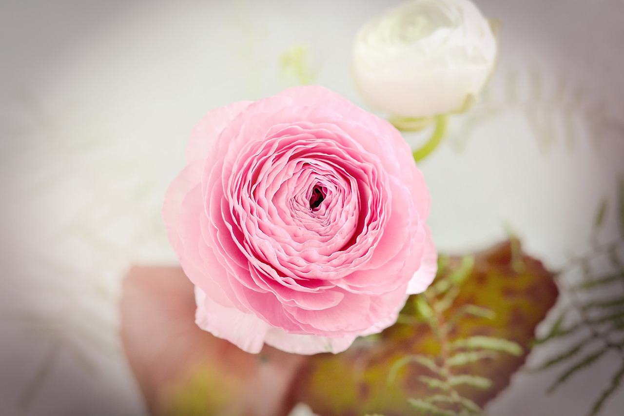 ranunculus-1365138_1920.jpg
