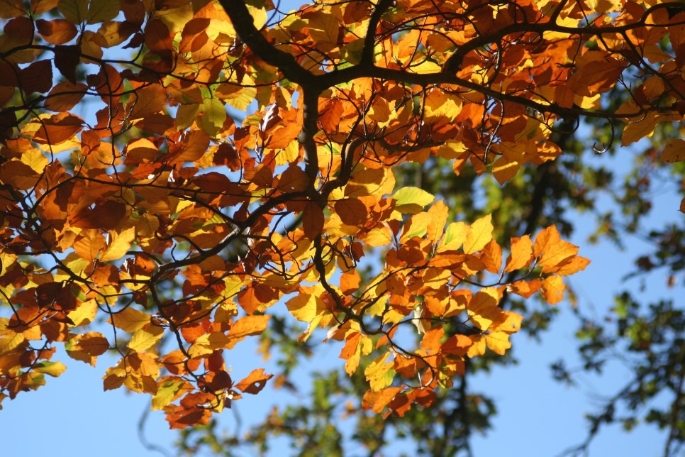 fall-foliage-209219.jpg
