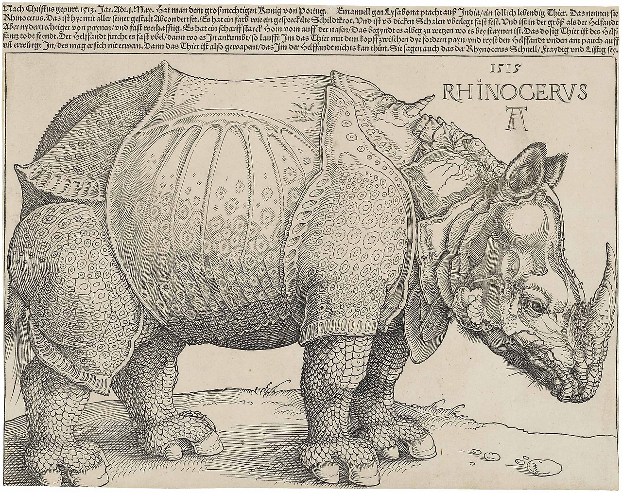 Dürer's_Rhinoceros,_1515.jpg