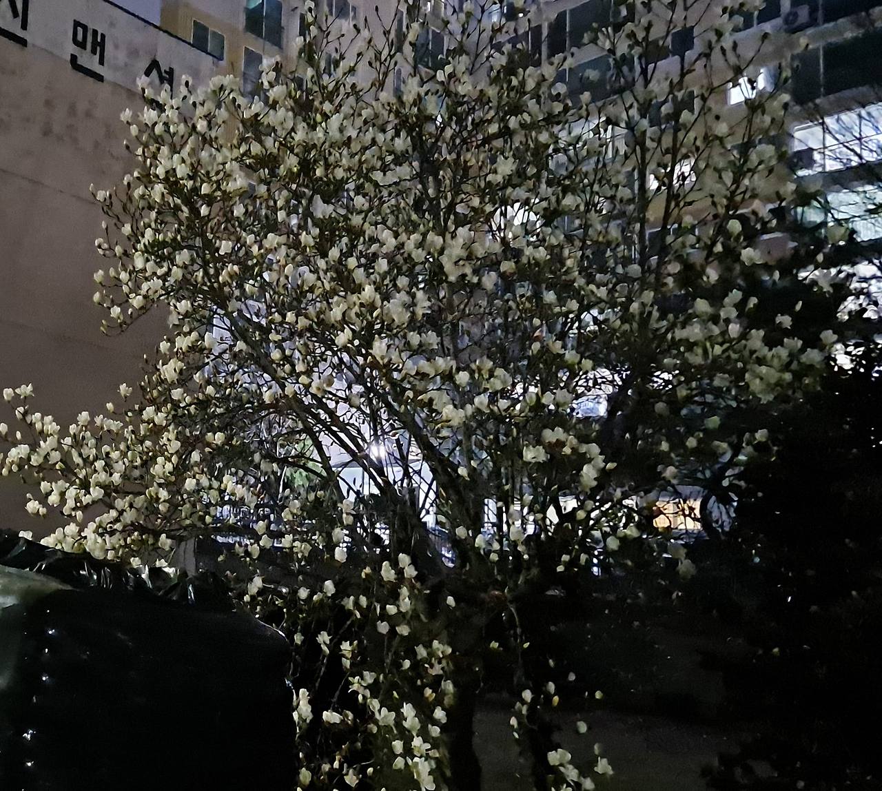 23년목련의 개화-1.jpg