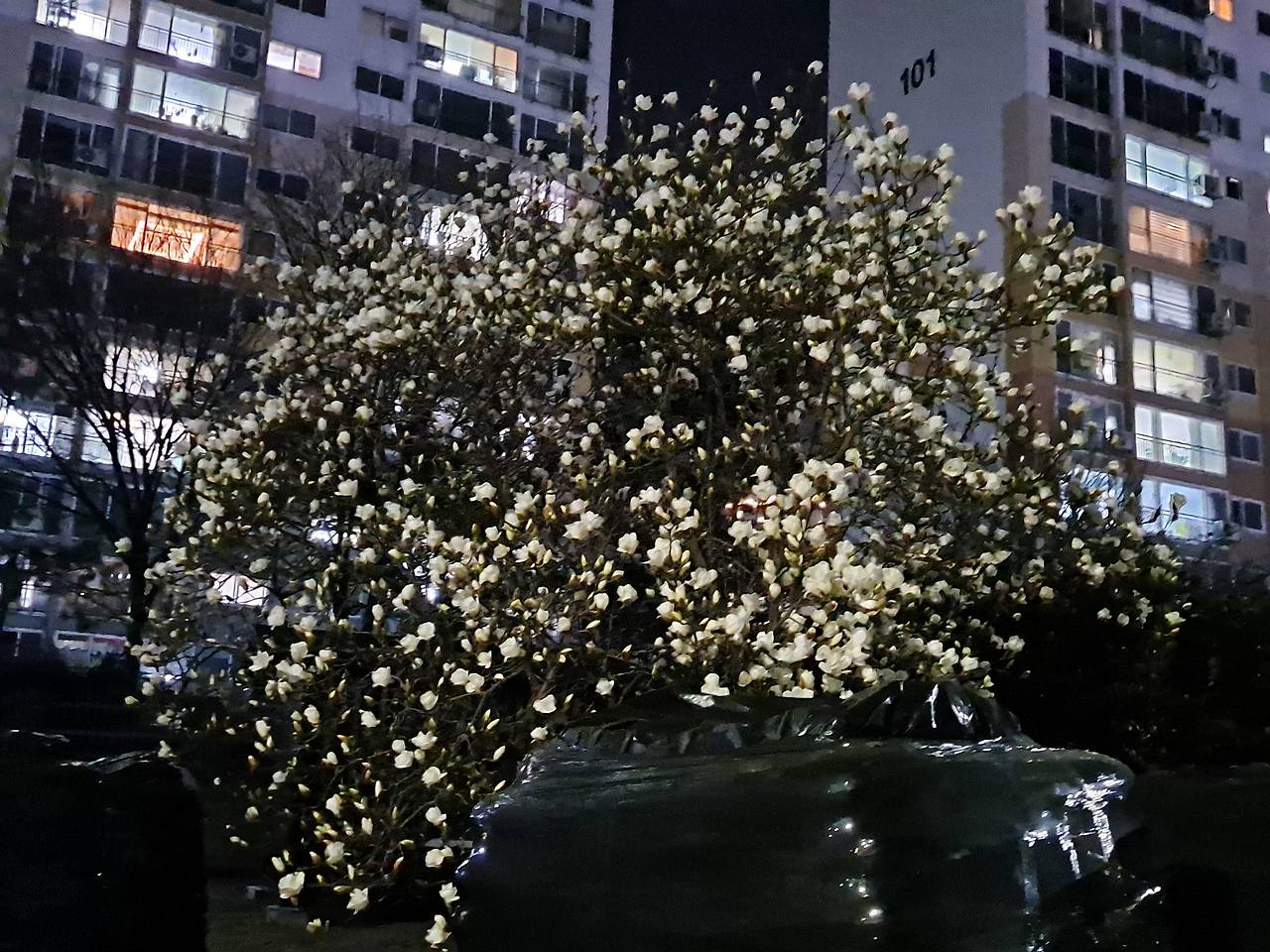 23년목련의 개화-2.jpg