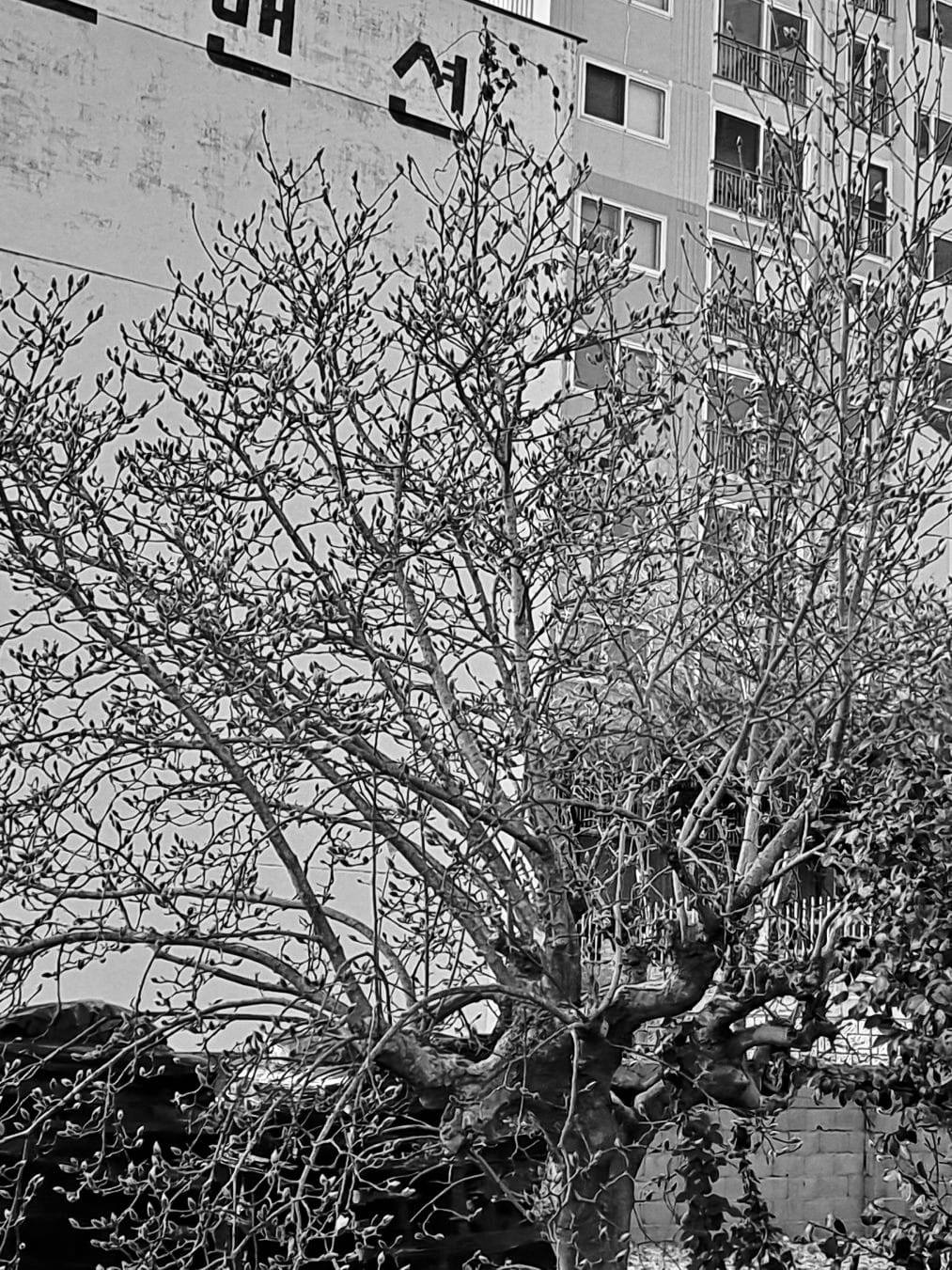 23년목련의 개화.jpg