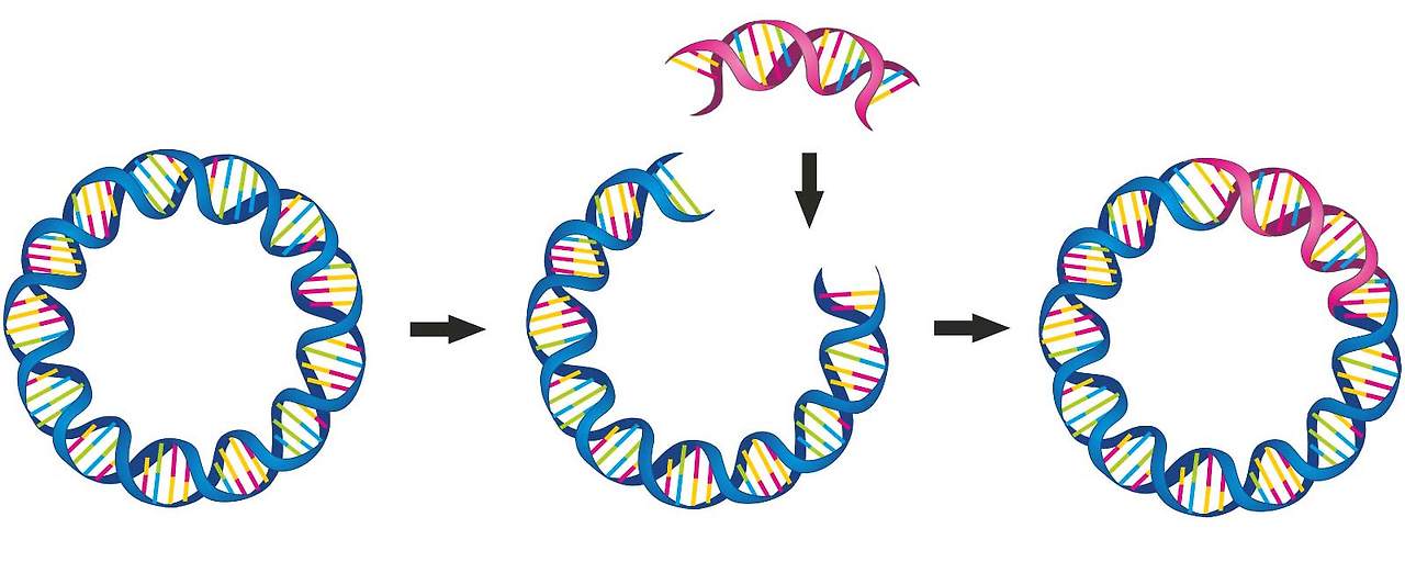 Deconstructing-Plasmid-Prep-.jpg