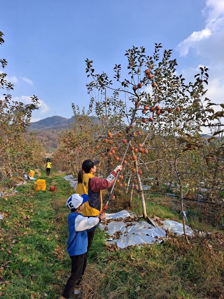 사과따기 봉사활동.jpg