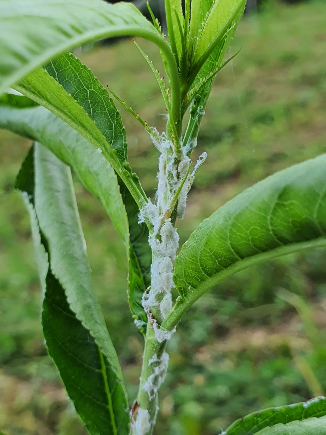 각시네 복숭아 제공) 미국선녀벌레 (2).jpg