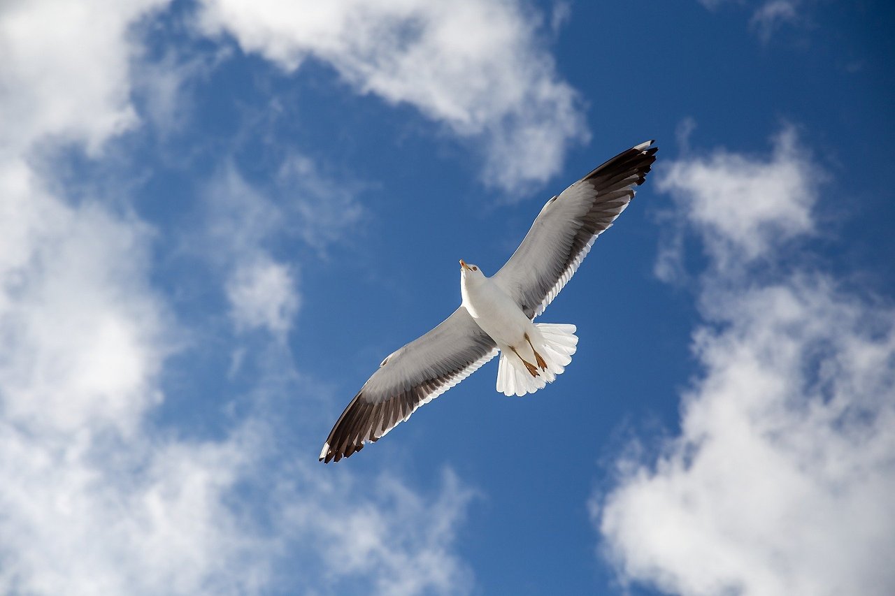 seagull-5289474_1920.jpg