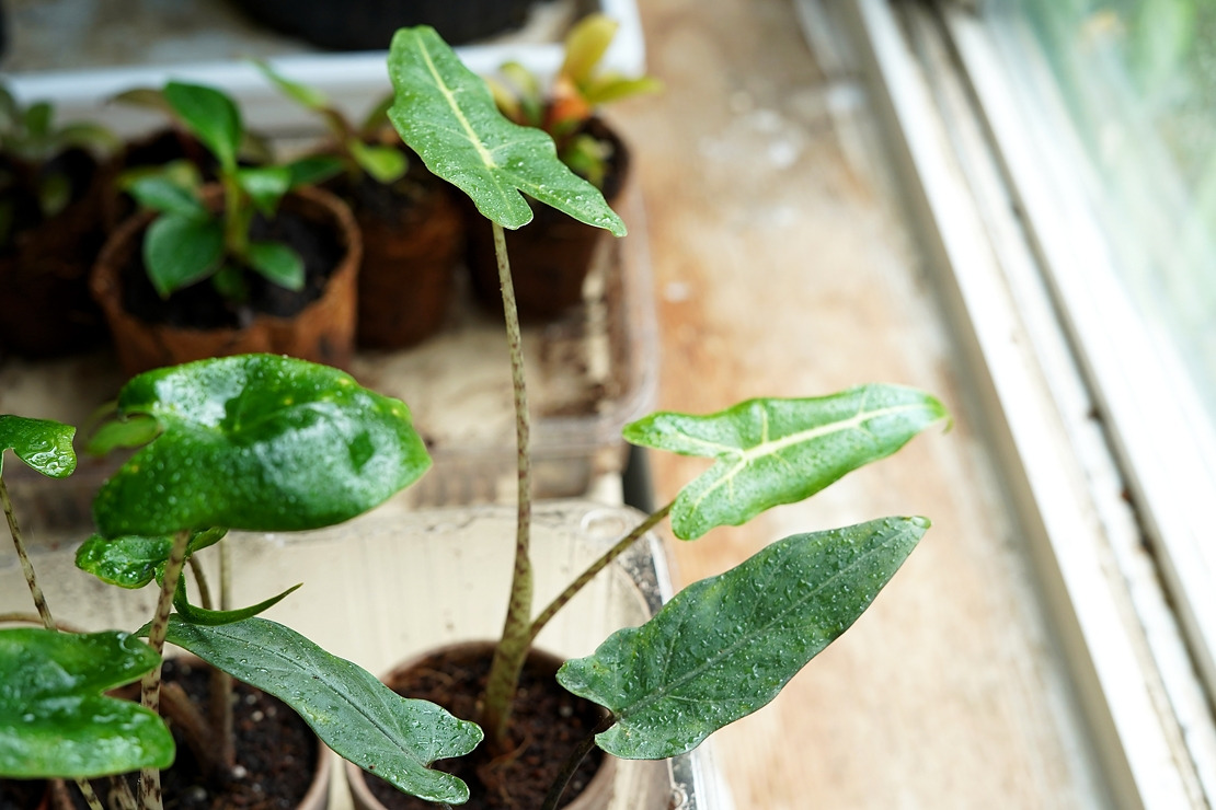 사리안 유묘.jpg