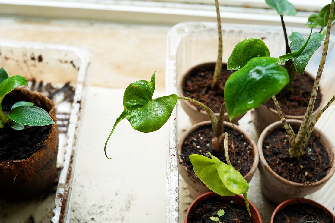 스팅레이 유묘.jpg