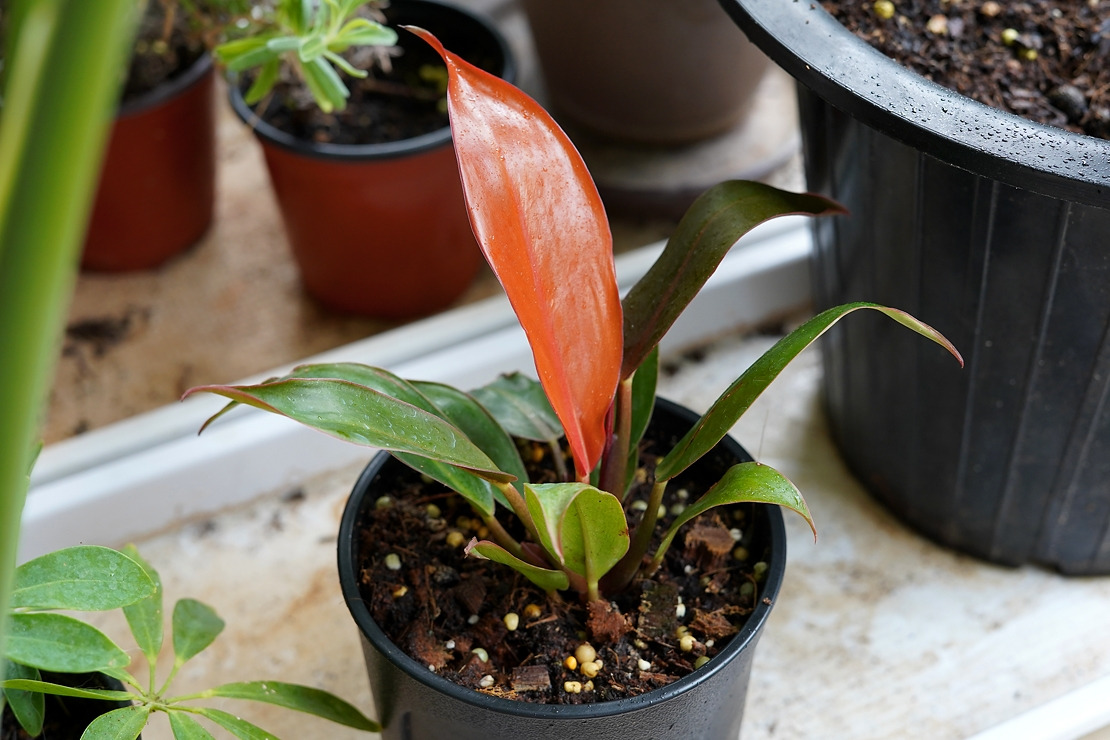 필로덴드론 선라이즈 유묘.jpg