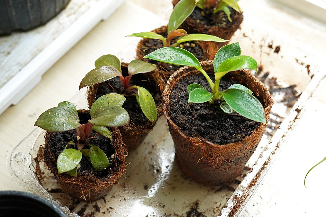 필로덴드론 유묘.jpg