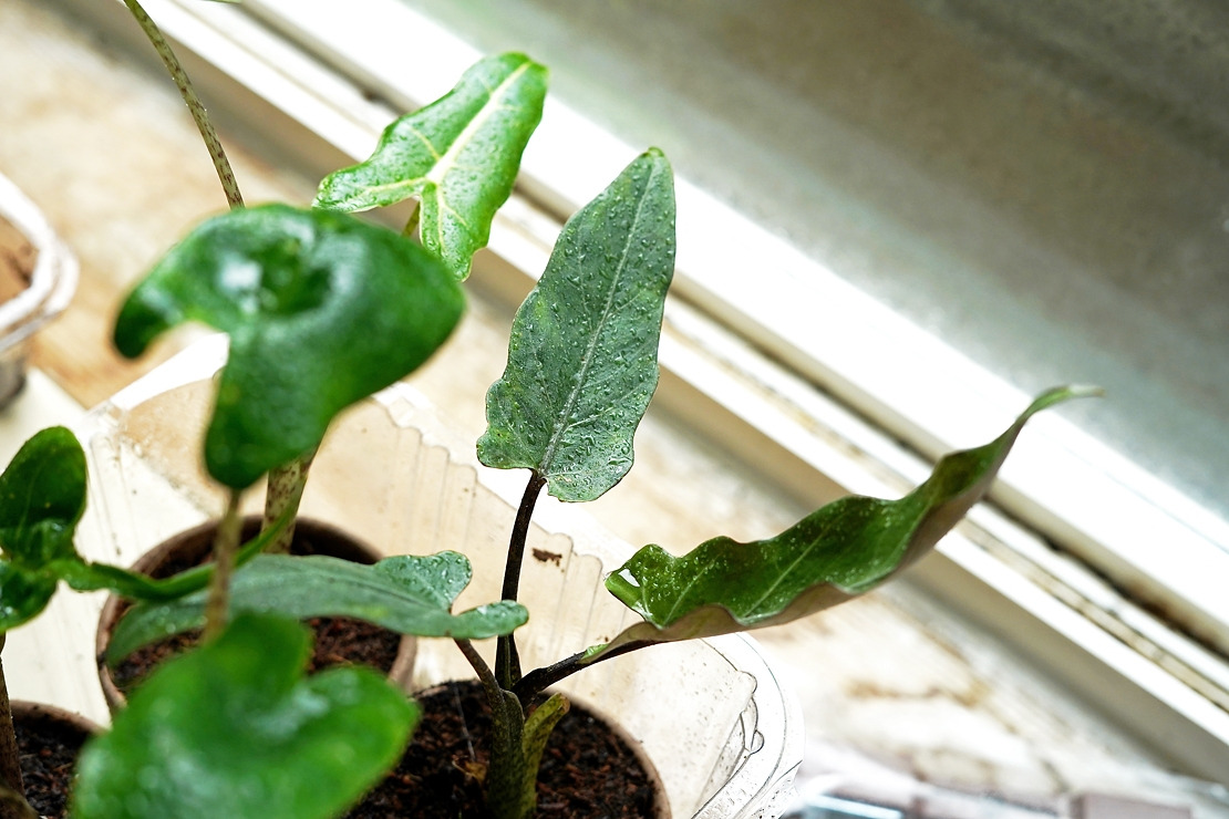 로터바키아나 유묘.jpg