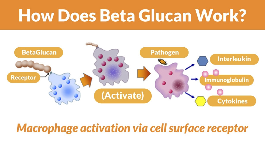 How-Does-Beta-Glucan-Work.jpg