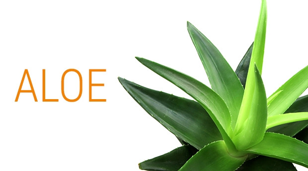Aloe-Vera-Feature.jpg