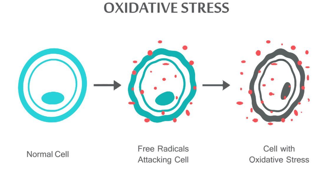 Oxidative-stress-1130x580.jpg