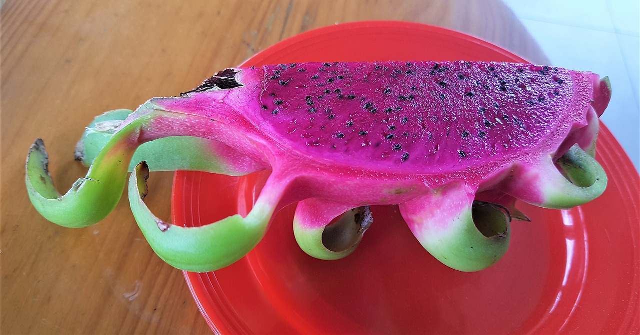 6. 시장에서 사와 먹기 위해 종으로 자른 붉은용과 열매의 초록색 포, 20181002_114114 (2).jpg