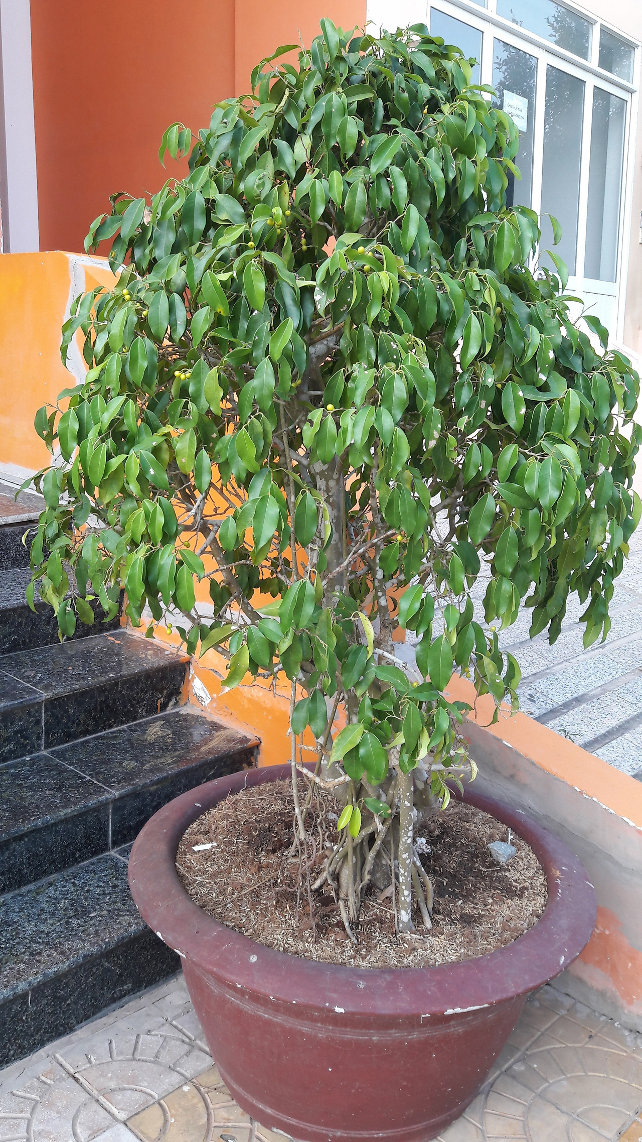 4. 화분에서 자라는 벤자민고무나무, 껀터, 20180503_074504.jpg