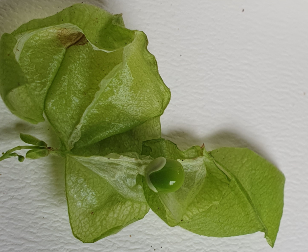 녹색 이린 열매, 하얀 하트, 20250922_161345.jpg