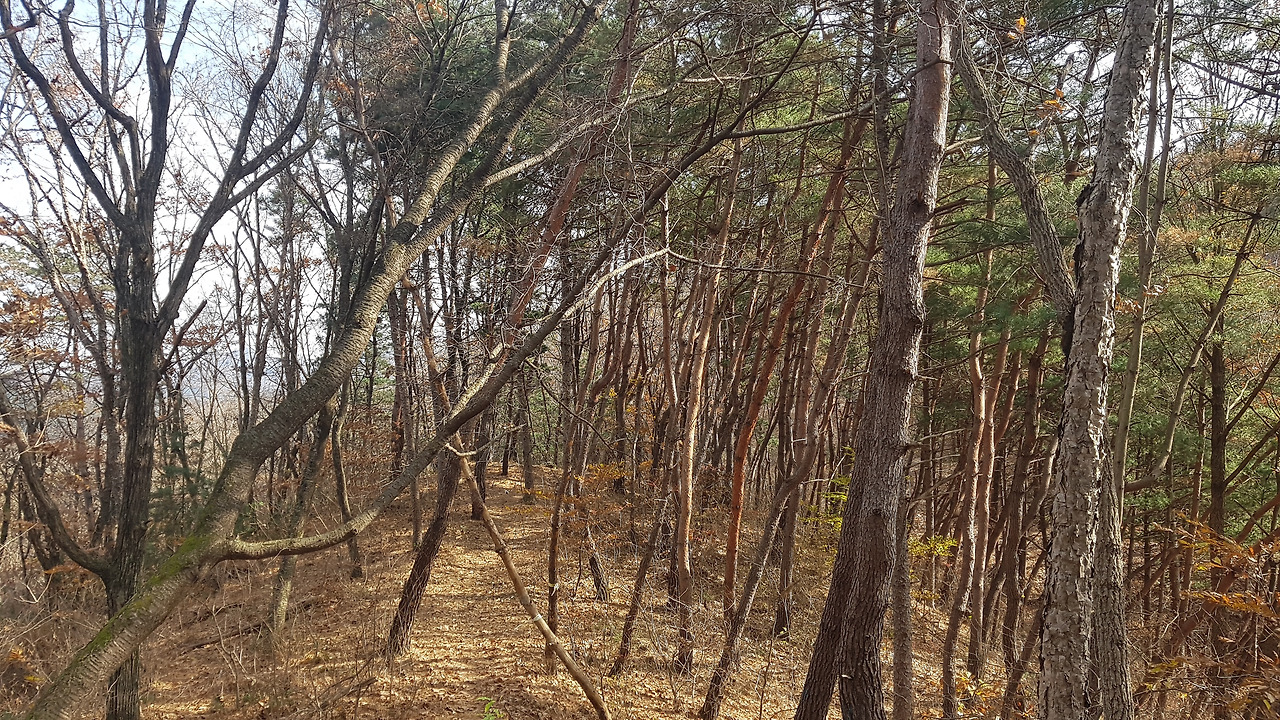 낙엽 쌓인 숲길.jpg