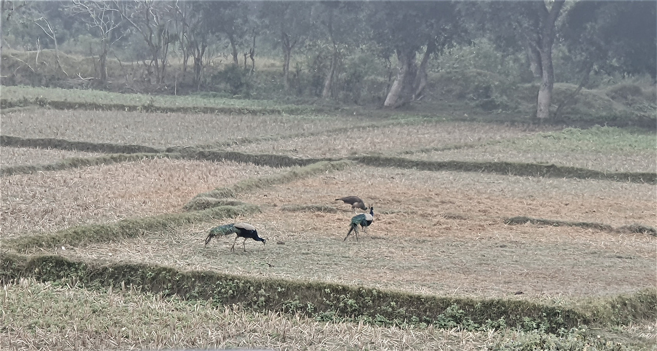 다랑 논을 돌아다니는 공작, 20221222_101102 (2).jpg