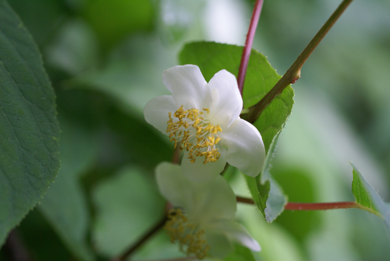 5. 개다래 수꽃, 국립수목원10.6.26.005..jpg