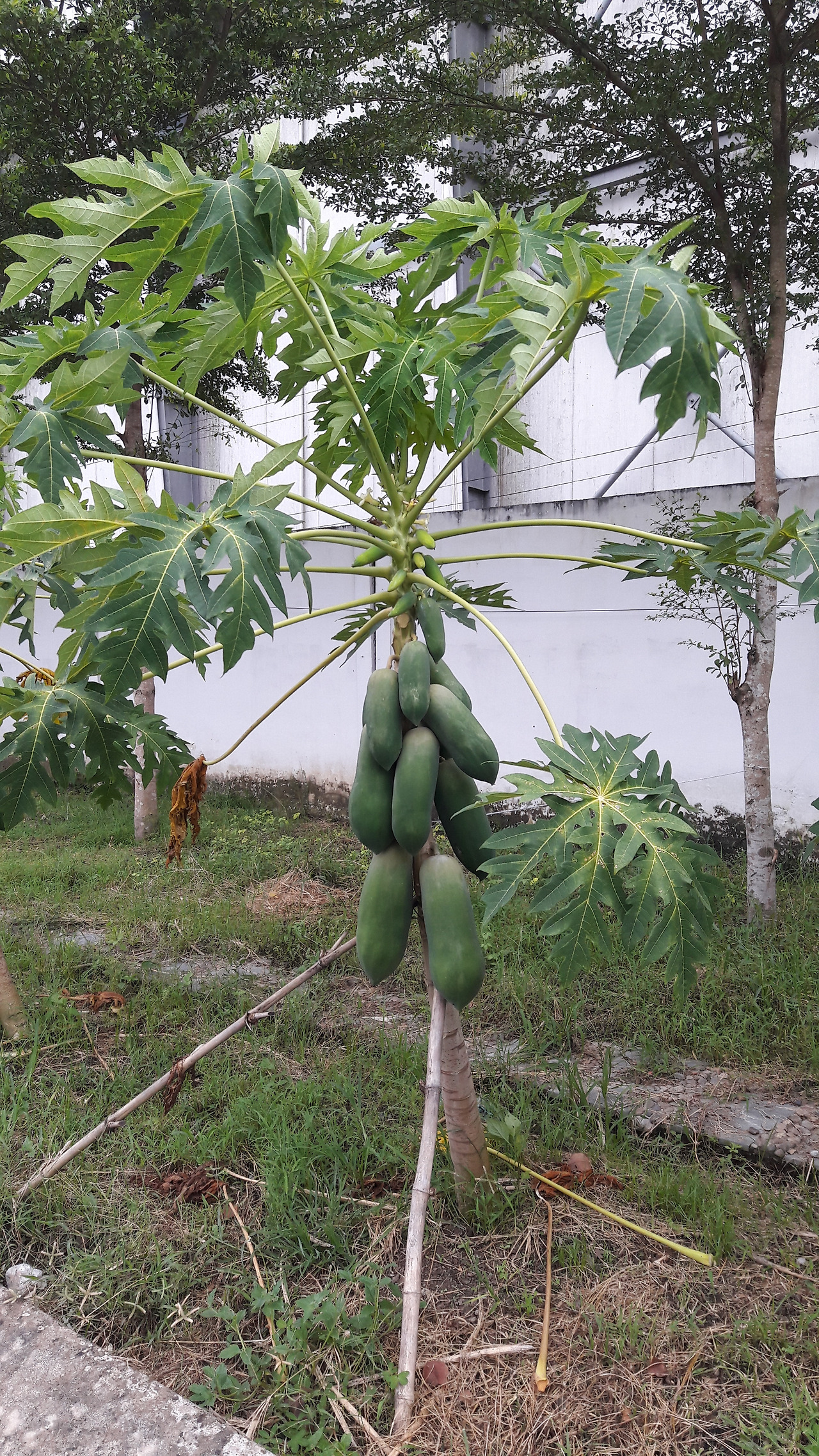 1. 1년생 파파야, 20170818_164155.jpg