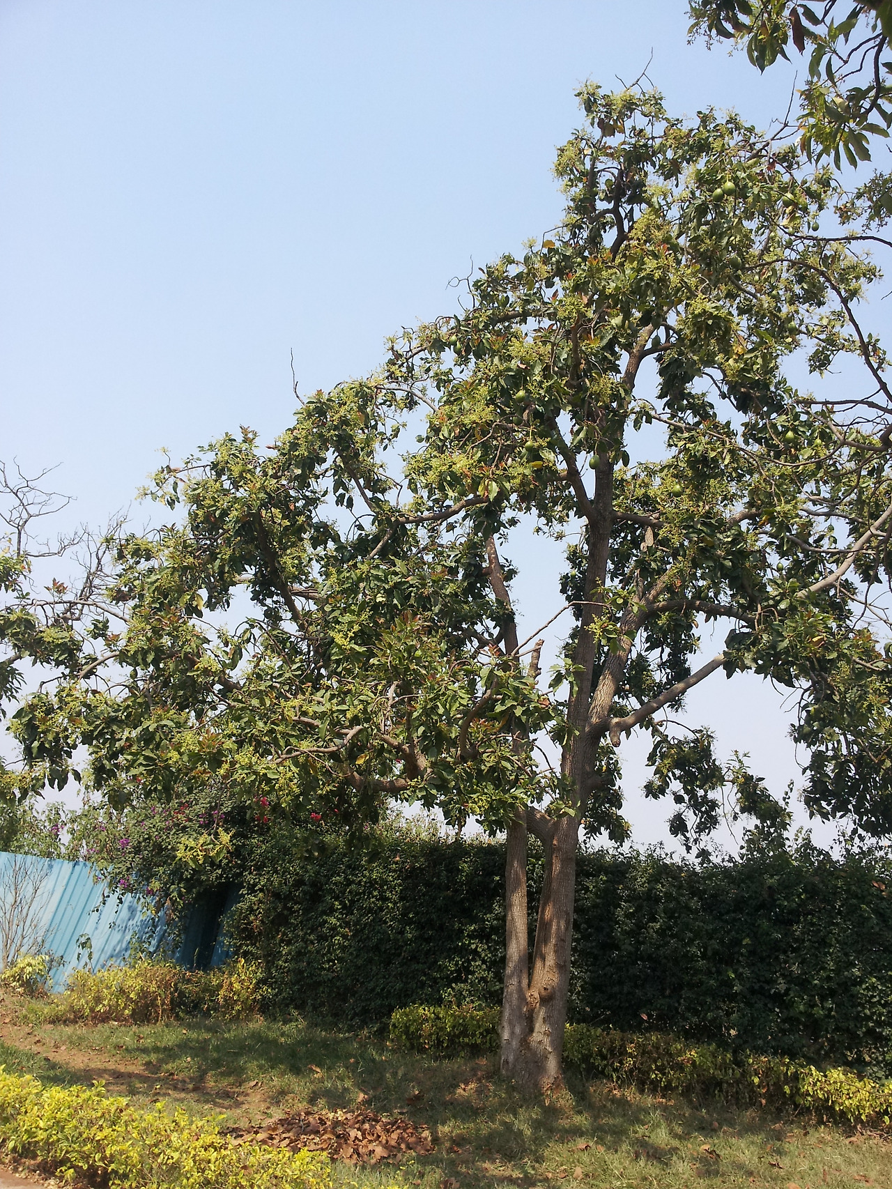 2.나무형태-1, 2013-06-29 10.41.22.jpg