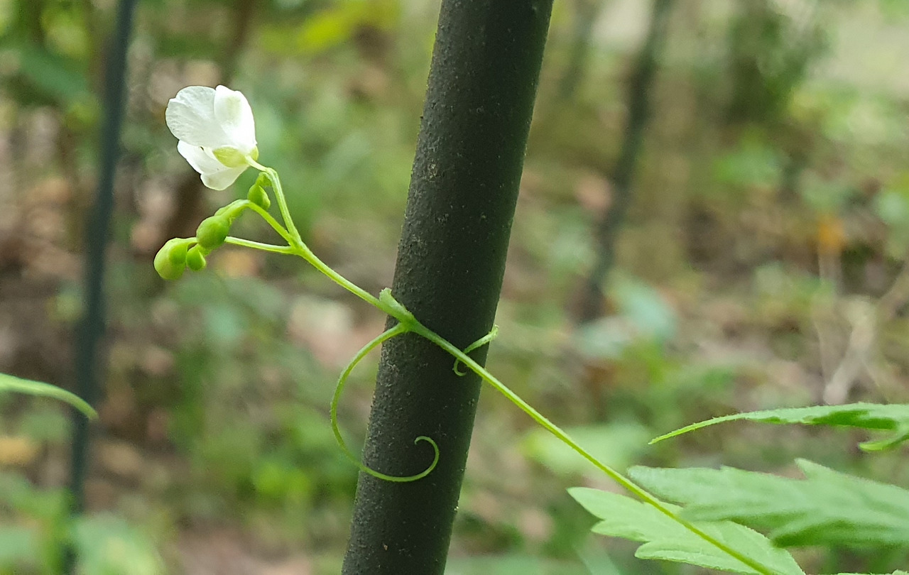 3.녹색 작은 꽃받침, 흰색의 큰 꽃받침-꽃잎보다 좁음,20250922_155135.jpg