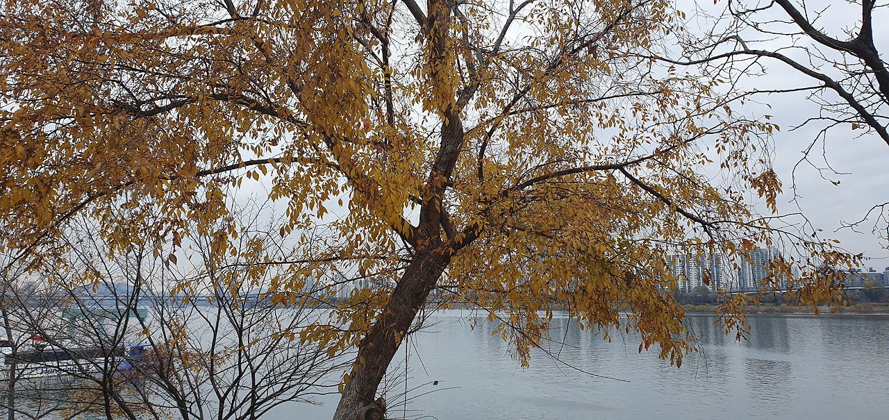 1-2. 가을에  황갈색으로 변한 잎. 20251129_121957.jpg